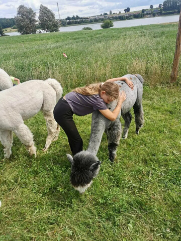 Alpakoterapia w pomorskim - Agroturystyka SeliRaj Alpaki Dzierżążno