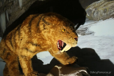 Muzeum Bursztynu w Łebie - smilodon - tygrys szablozębny