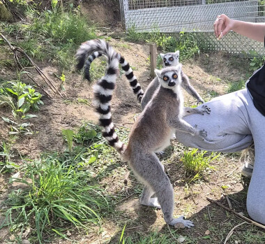 Lemury w ZOO Egzotyczne Kaszuby w Tuchlinie