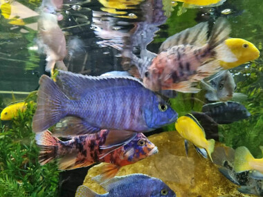 Akwarium - egzotyczne ryby - Tuchlino -