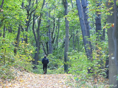Gdańsk Aniołki - Wronia Górka - spacer przez las