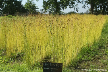 Swołowo - pokazowa uprawa lnu wykorzystywanego do pokazów