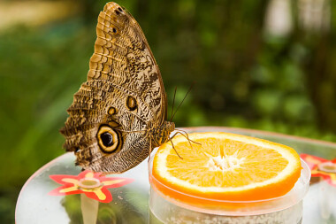 Motylarnia Władysławowo port wlad