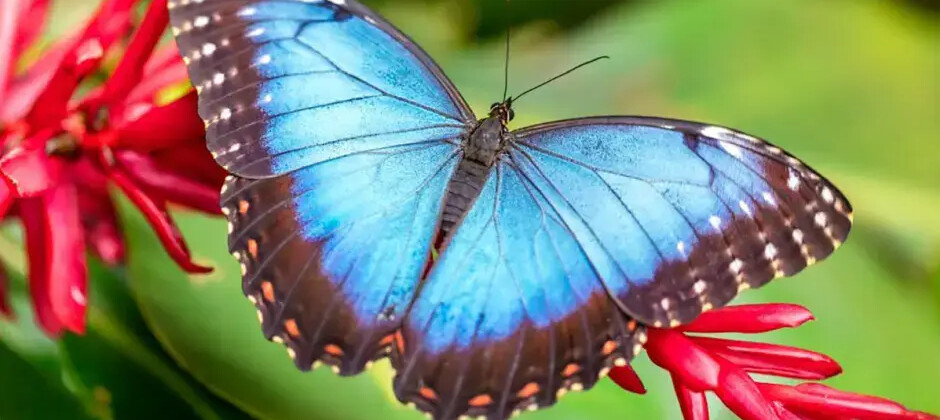 Motylarnia Port Władysławowo