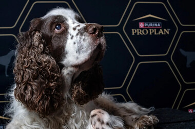 Fotografia psów - Taida - zapraszamy na swoje stoisko na DUO CACIB GDYNIA 2026!