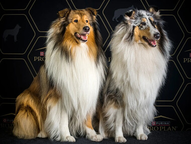 Fotografia psów - Taida - zaprasza na swoje stoisko na DUO CACIB GDYNIA 2026