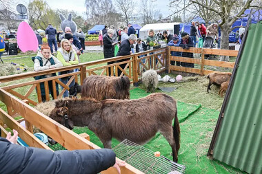 Jarmark Wielkanocny w Rumi - zagroda ze zwierzętami - fot. UM Rumia