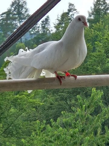 Dom Na Wzgórzu  - Grzybno - Kartuzy (14)