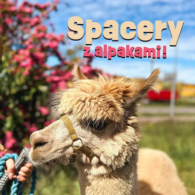Spacery z alpakami w Trójmieście - Papugarnia Gdańsk zaprasza na spotkanie