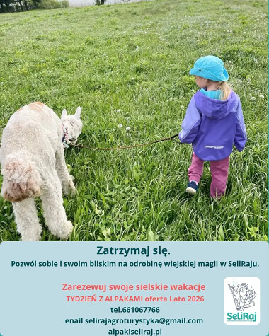 Spacery z alpakami na Kaszubach