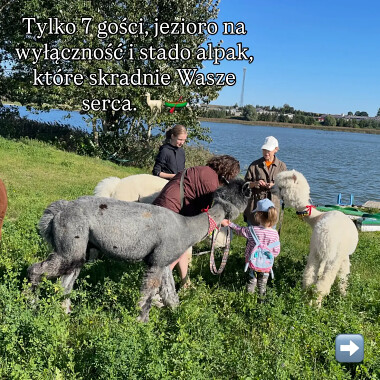 Alpaki niedaleko Trójmiasta - SeliRaj zaprasza na Kaszuby, do Dzierżążna