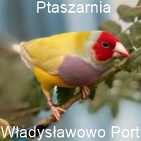 Parada Niepodległości