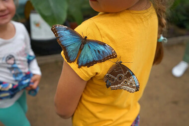 Motylarnia Dębki - 🦋 Morpho-Peleides - przystanek na ramieniu - przyrodnicza atrakcja nad morzem
