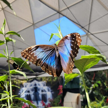 Motylarnia Dębki przedstawia -  fotogeniczny 🦋 Morpho Peleides