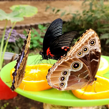 Motylarnia Dębki przedstawia - 🦋 Morpho-Peleidesi 🦋 Papilio rumanzovia podczas posiłku w motylej stołówce