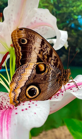 Motylarnia Dębki przedstawia - motyl 🦋 Caligo Atreus