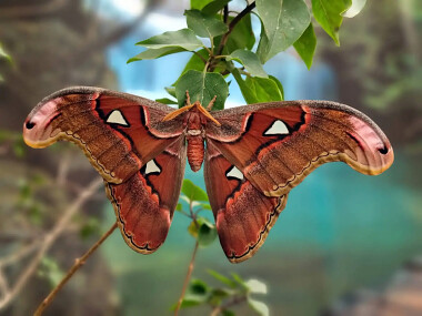 Motylarnia Dębki przedstawia - Attacus atlas