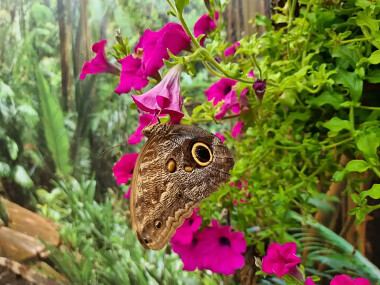 Motylarnia Dębki przedstawia - motyl 🦋 Caligo-Memnon
