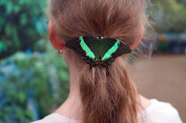Motylarnia Dębki przedstawia - motyl 🦋 Papilio Palinurus jako tymczasowa ozdoba włosów