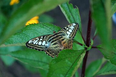 Motylarnia Dębki - atrakcja dla dzieci i dorosłych nad morzem - 🦋 Parthenos sylvia-lilacinus
