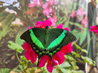 Motylarnia Dębki przedstawia - 🦋 Paź Szmaragdowy