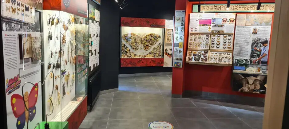 Muzeum Motyli we Władysławowie