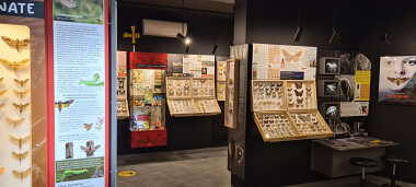 Muzeum Motyli Władysławowo - motyle i zabawki inspirowane motylami