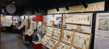 Muzeum Motyli Władysławowo - motyle i ciekawostki ze świata owadów