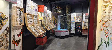 Muzeum Motyli Władysławowo - motyle i piaskownica multimedialna
