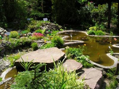 Ogród botaniczny Gołubie - oczko wodne