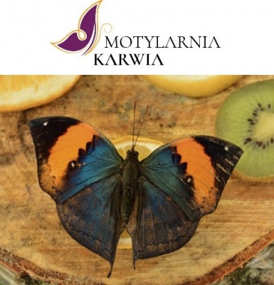 Motylarnia Karwia atrakcje motyle