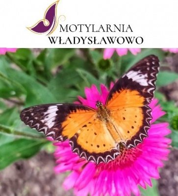 Motylarnia Władysławowo - żywe motyle