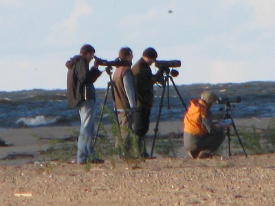 Mewia Łacha - obserwacja ptaków