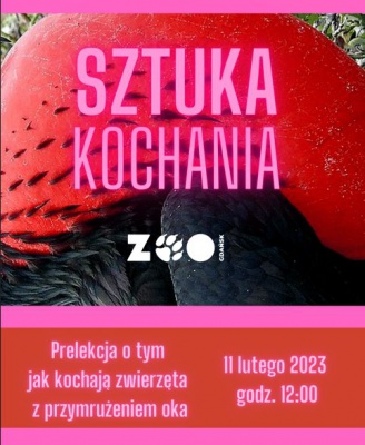 Walentynki ZOO Gdańsk 2023