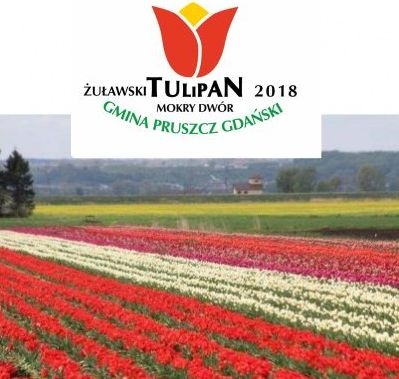 Żuławski Tulipan Mokry Dwór 2018