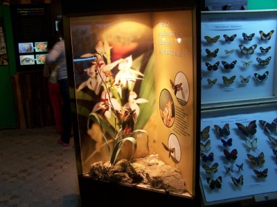 Muzeum Motyli - Władysławowo