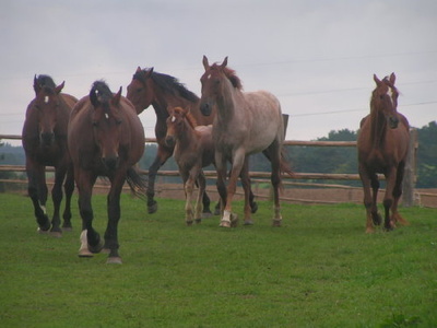 Konie na Kaszubach Kiełpino
